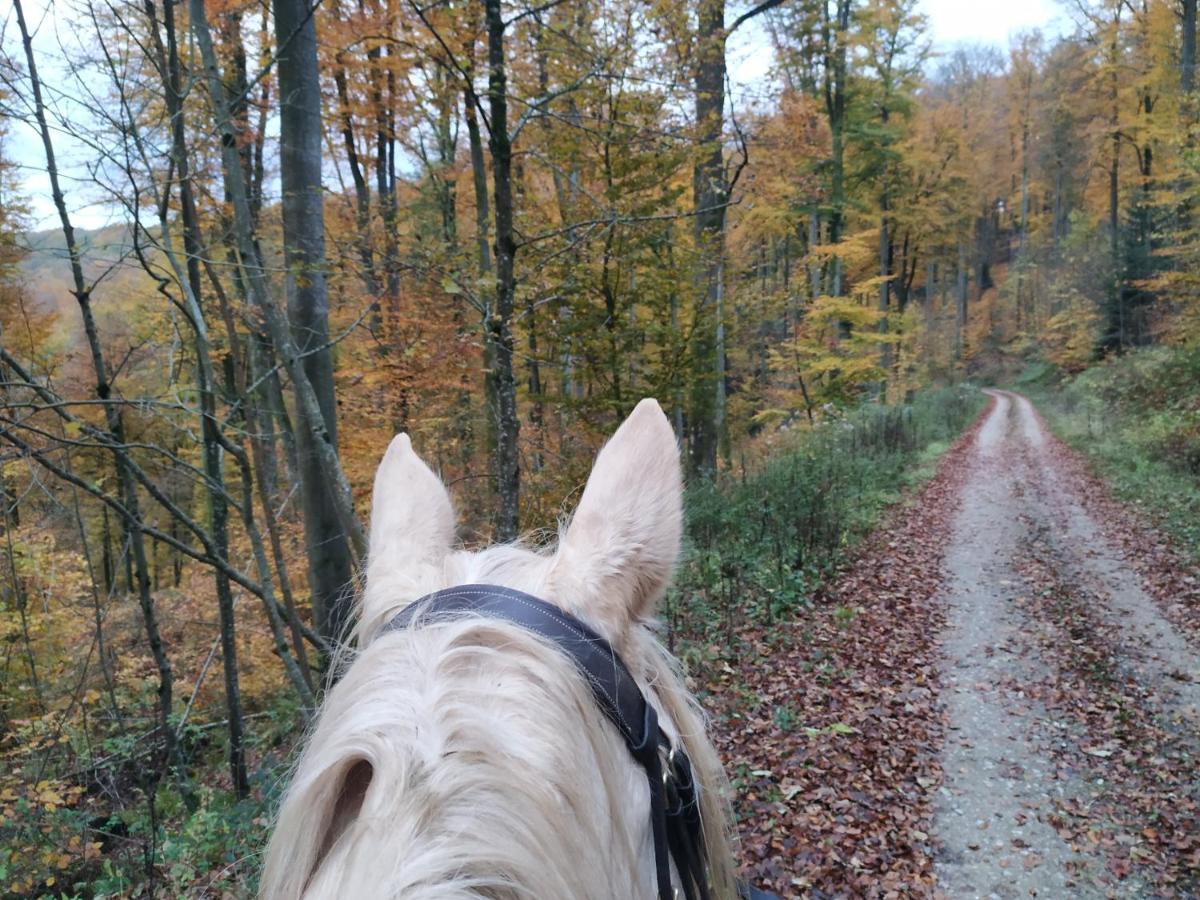 L'Echappee Verte - Gite Equestre 5 Pers Soucht Bagian luar foto