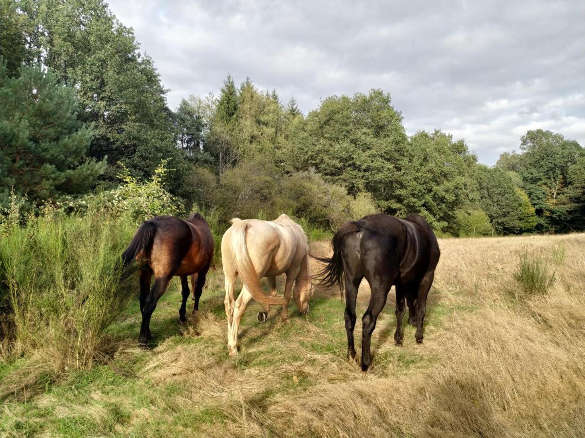 L'Echappee Verte - Gite Equestre 5 Pers Soucht Bagian luar foto