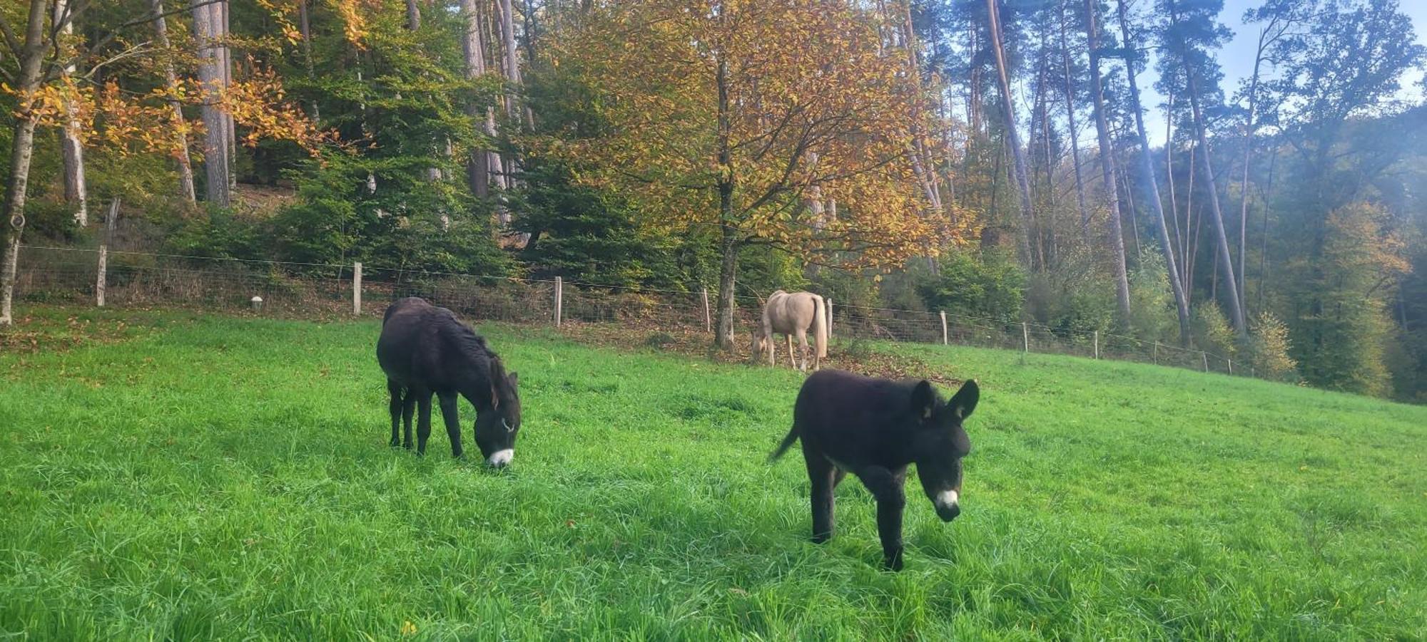 L'Echappee Verte - Gite Equestre 5 Pers Soucht Bagian luar foto